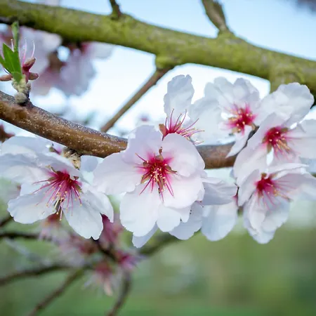 Cherry Blossom * Schuttertal